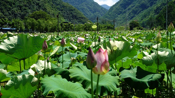 秀山区电商扶贫,秀山县乡村振兴办法