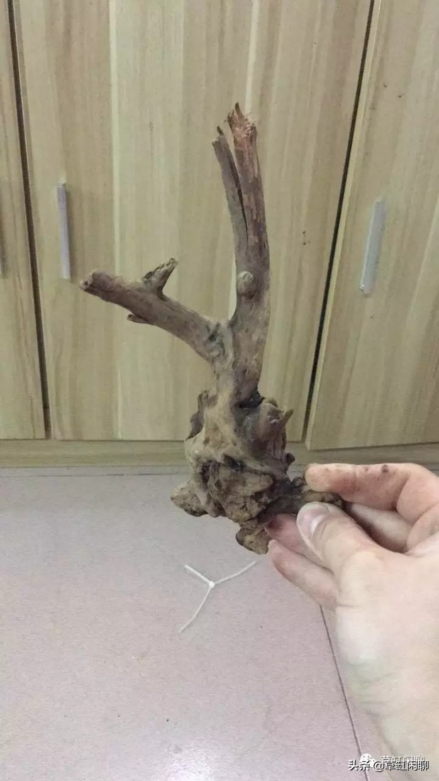 新手草缸造景之莫斯树的制作方法,松皮石配莫斯树造景100例