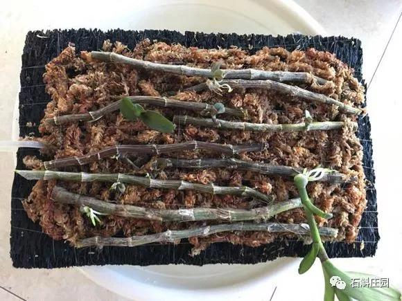 檀香石斛野生,檀香石斛兰麝香