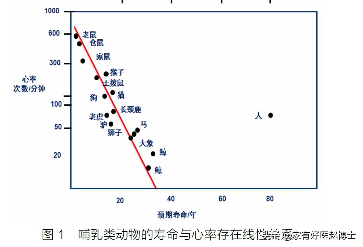 心跳越快,寿命越短?“理想的心率”应该具有哪些特征?