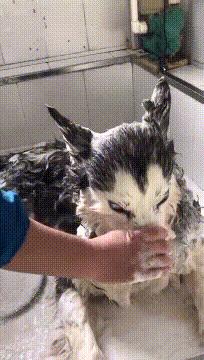 广场舞大妈抢占场地搞笑视频,广场舞大妈抢篮球场惹众怒