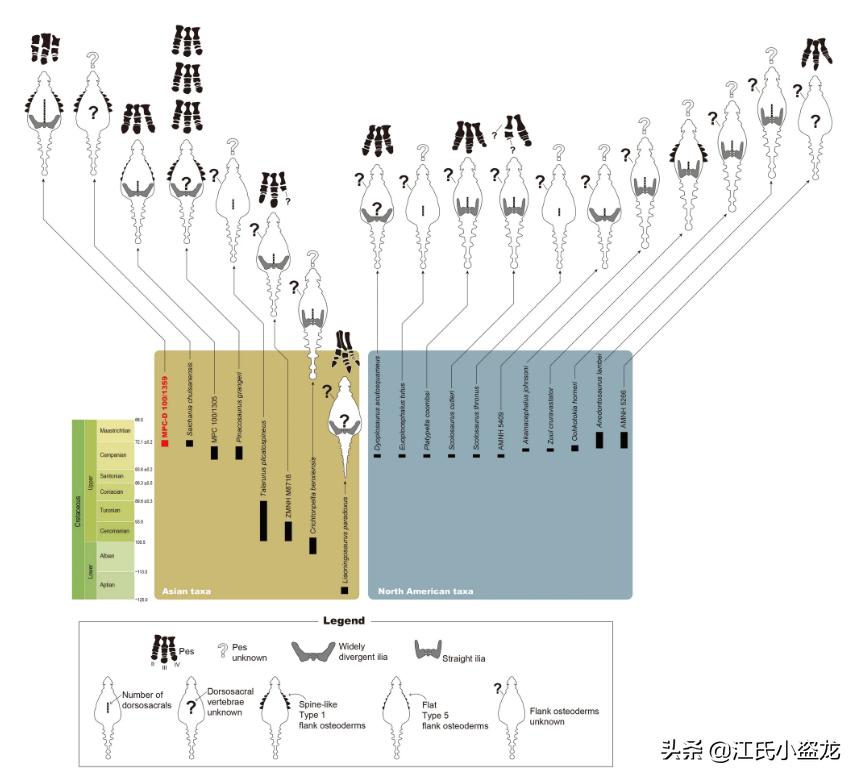 甲龙特殊形态,甲龙成年形态