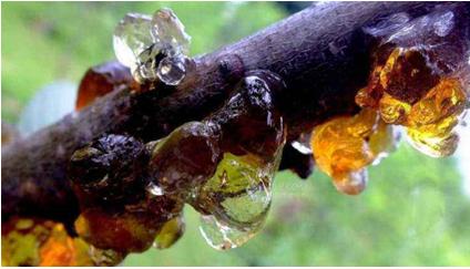 樱桃树流胶病如何治病,什么药治樱桃树流胶病