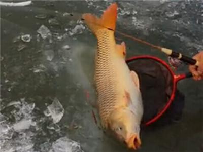 手竿爆炸钩钓鲤鱼,手竿爆炸钩鲤鱼