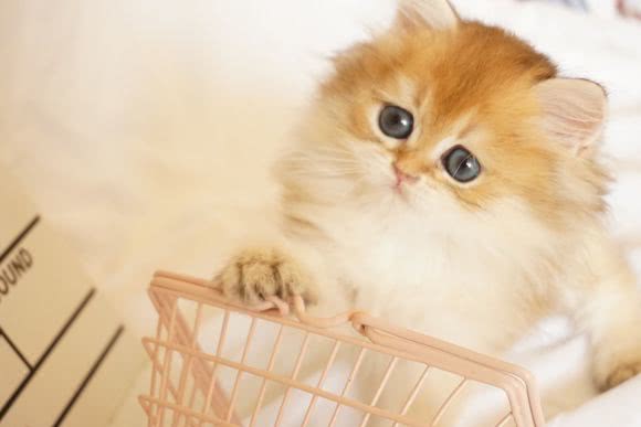 金渐层发情期走丢还会回家吗,10个月金渐层发情期要多长时间