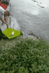 黄鼠狼在超市偷东西,黄鼠狼超市偷火腿肠