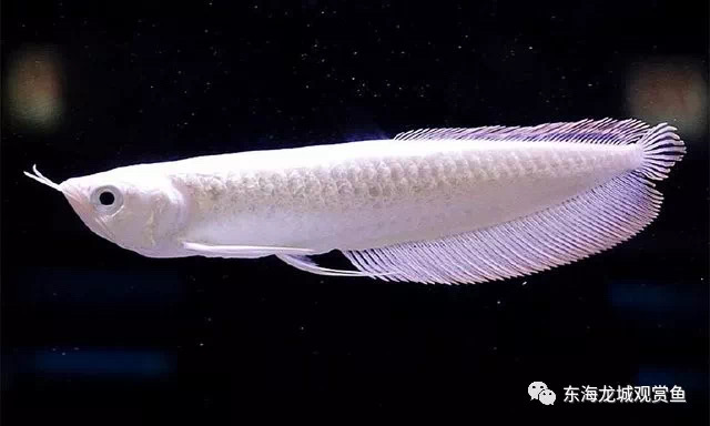 雪龙鱼白化品种,雪龙鱼白化银龙