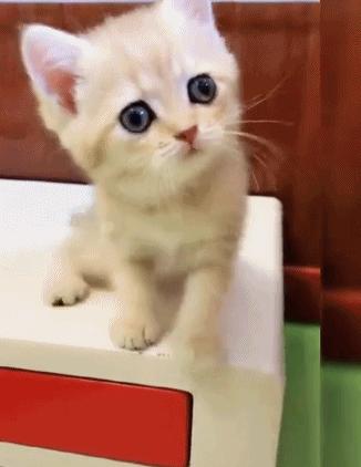 科学研究表明撸猫好处多多,撸猫已经成为了一种“病”