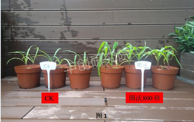 玉米出苗差、株矮、叶小？用这个肥，一棵能结一大捧