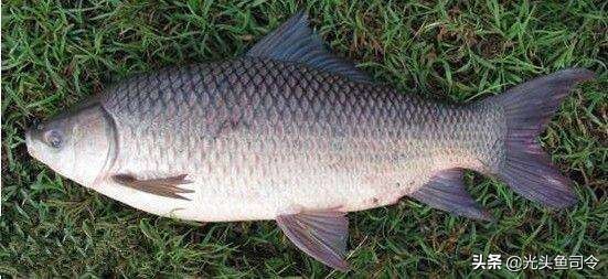 巨型鱼类印度,印度400斤巨大鱼