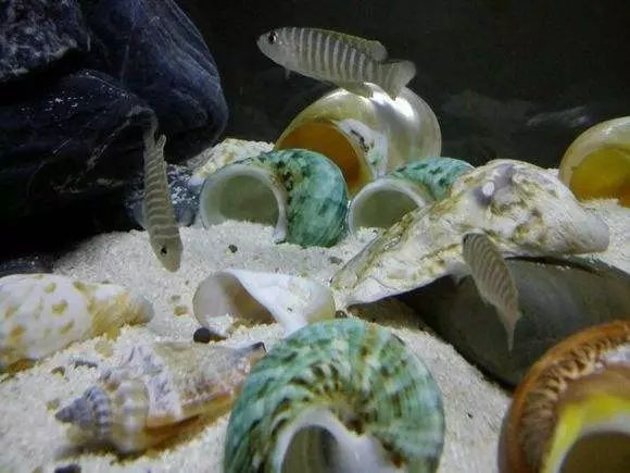 好养好看又有趣的几种观赏鱼,奇葩又好养的观赏鱼