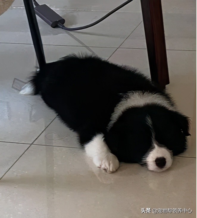 边牧趴在地上的视频,边牧躺在地上