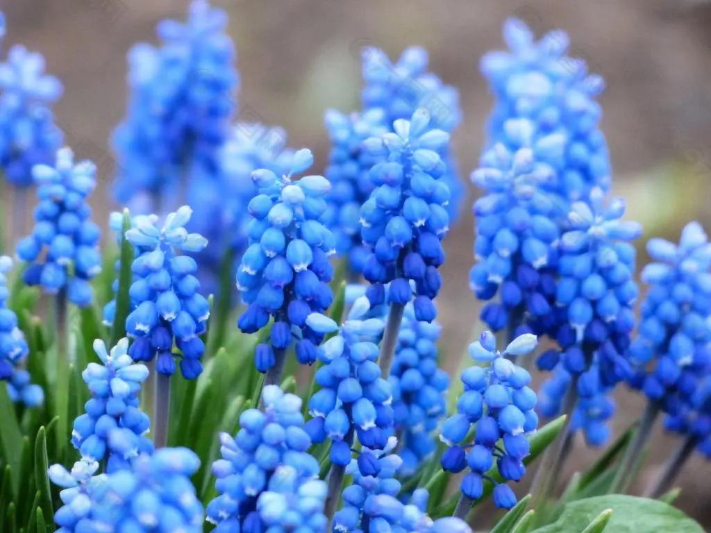 50种·蓝紫色系植物,尊享高贵典雅浪漫的视觉盛宴