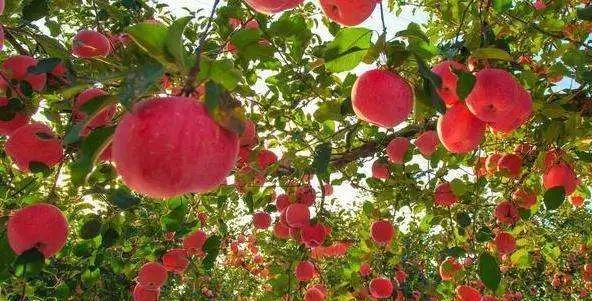 阿克苏苹果和烟台苹果哪个好,陕西苹果对比烟台苹果颜色