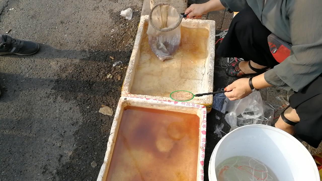 逛观赏鱼市,市场里的观赏鱼热带鱼