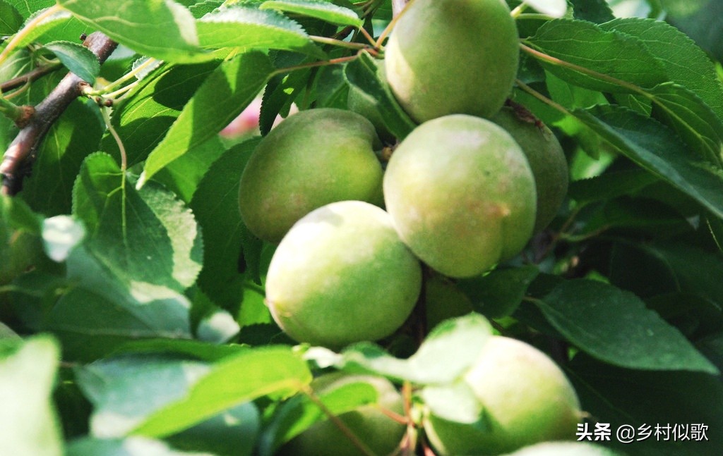 开桃花的桃树冬季怎么修剪,桃树怎么养护最好