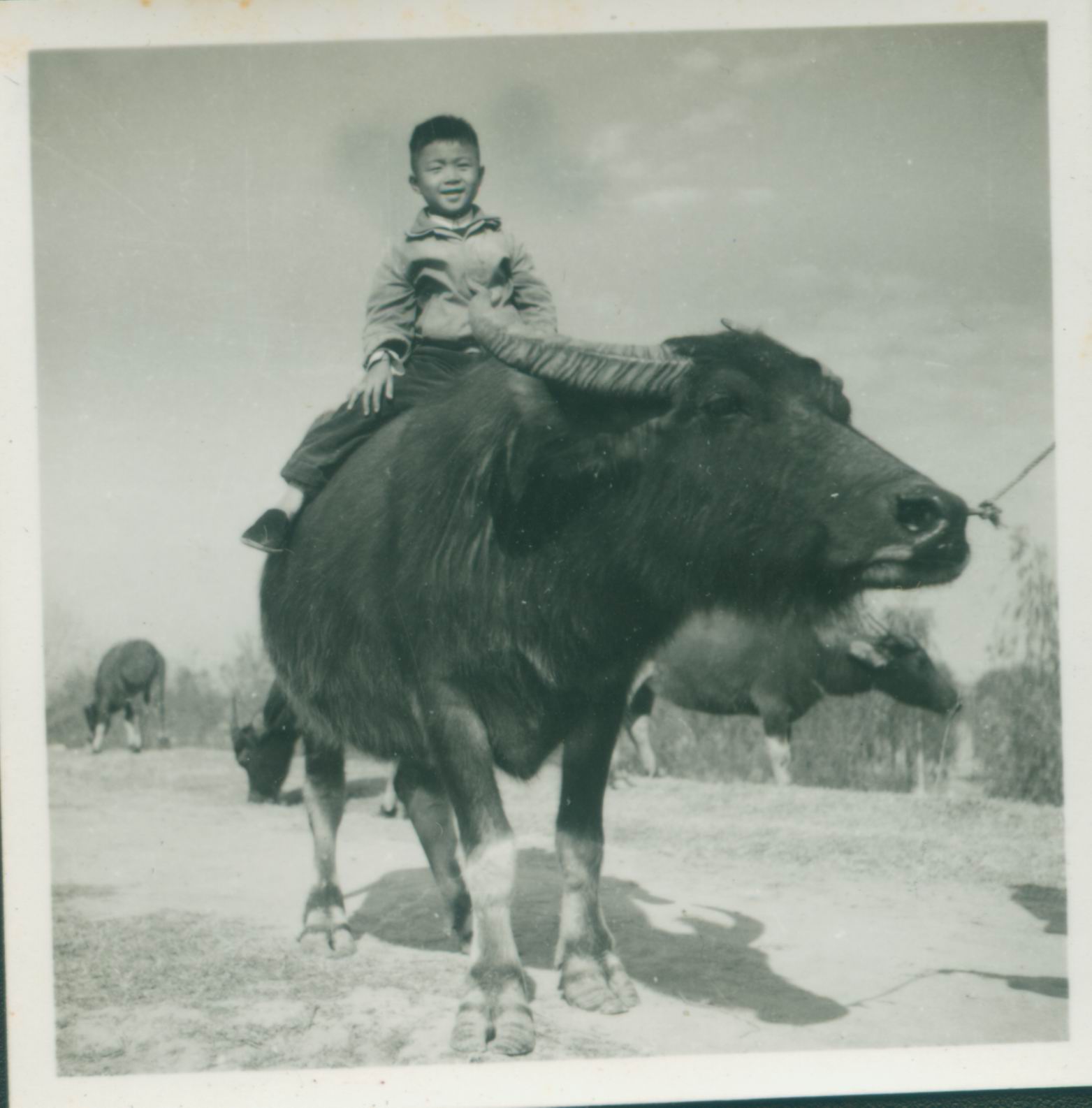 江都人祖籍哪里,我是扬州人原版