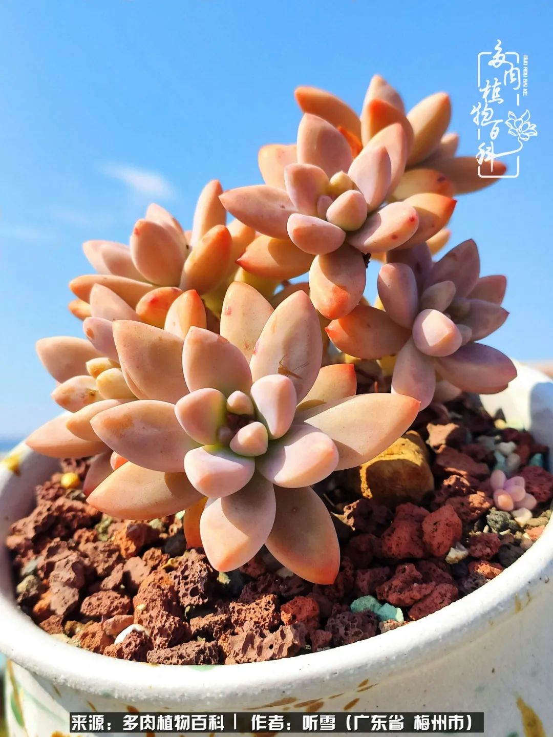 爱上多肉精致生活,爱上多肉我们的减压法宝