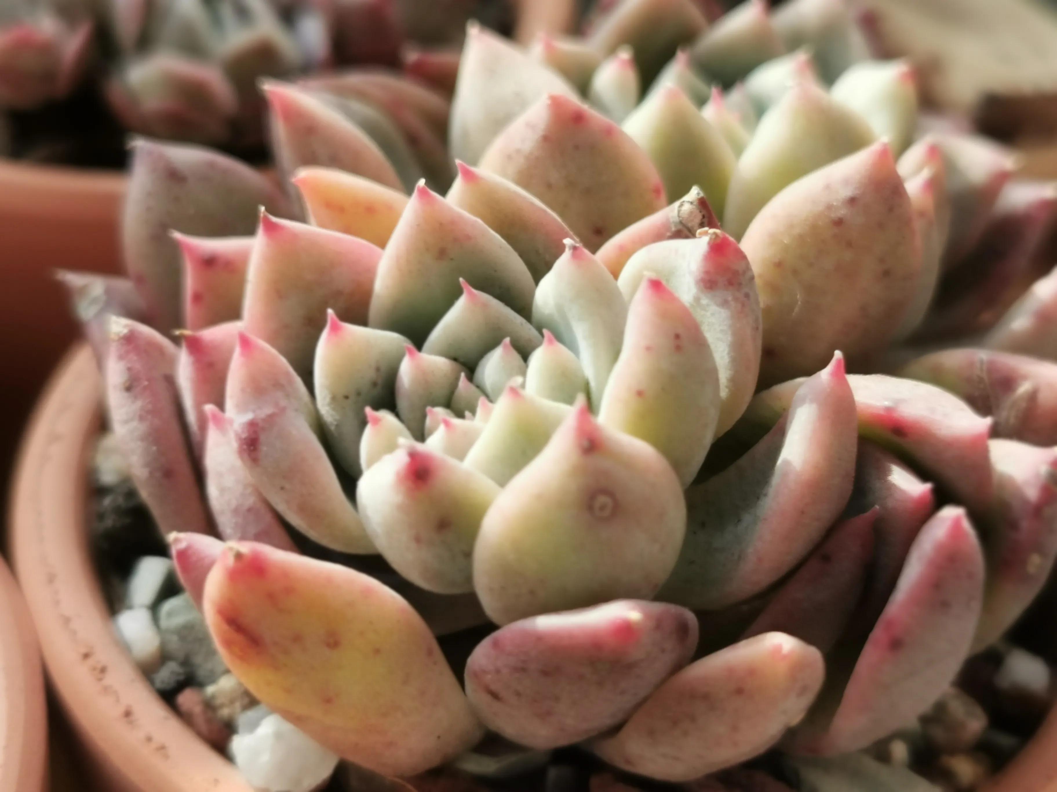 新购大单头多肉上盆,多肉品种大全大集合