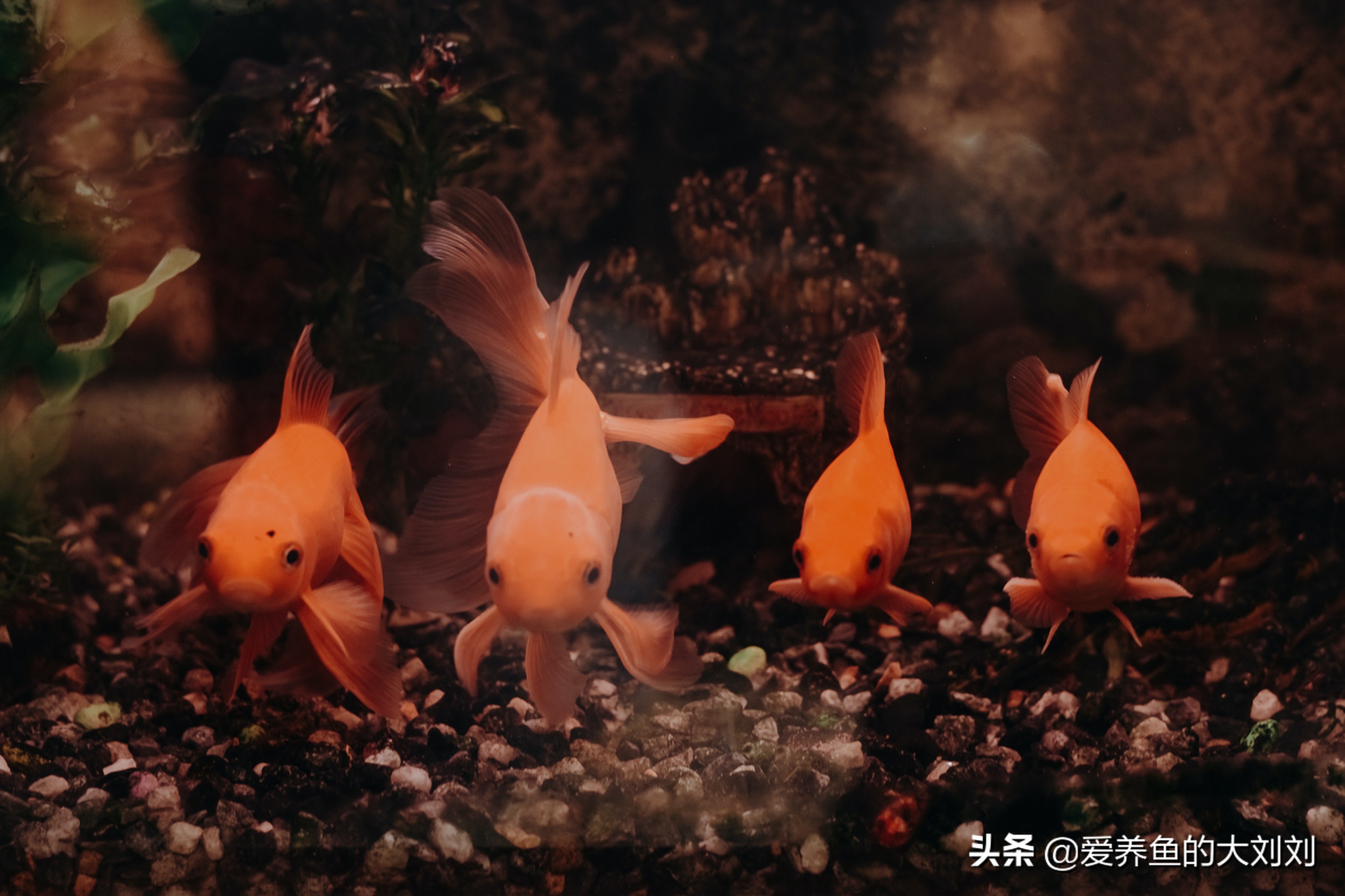 狮子头金鱼失鳔的原因及治疗方法,泰狮金鱼失鳔的治疗方法