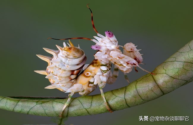 螳螂的捕食过程和残忍习性,强大的螳螂为什么要吃弱小的螳螂
