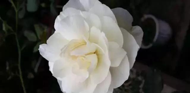 101种玫瑰品种科普你都认识吗,100种玫瑰品种科普你都认识吗