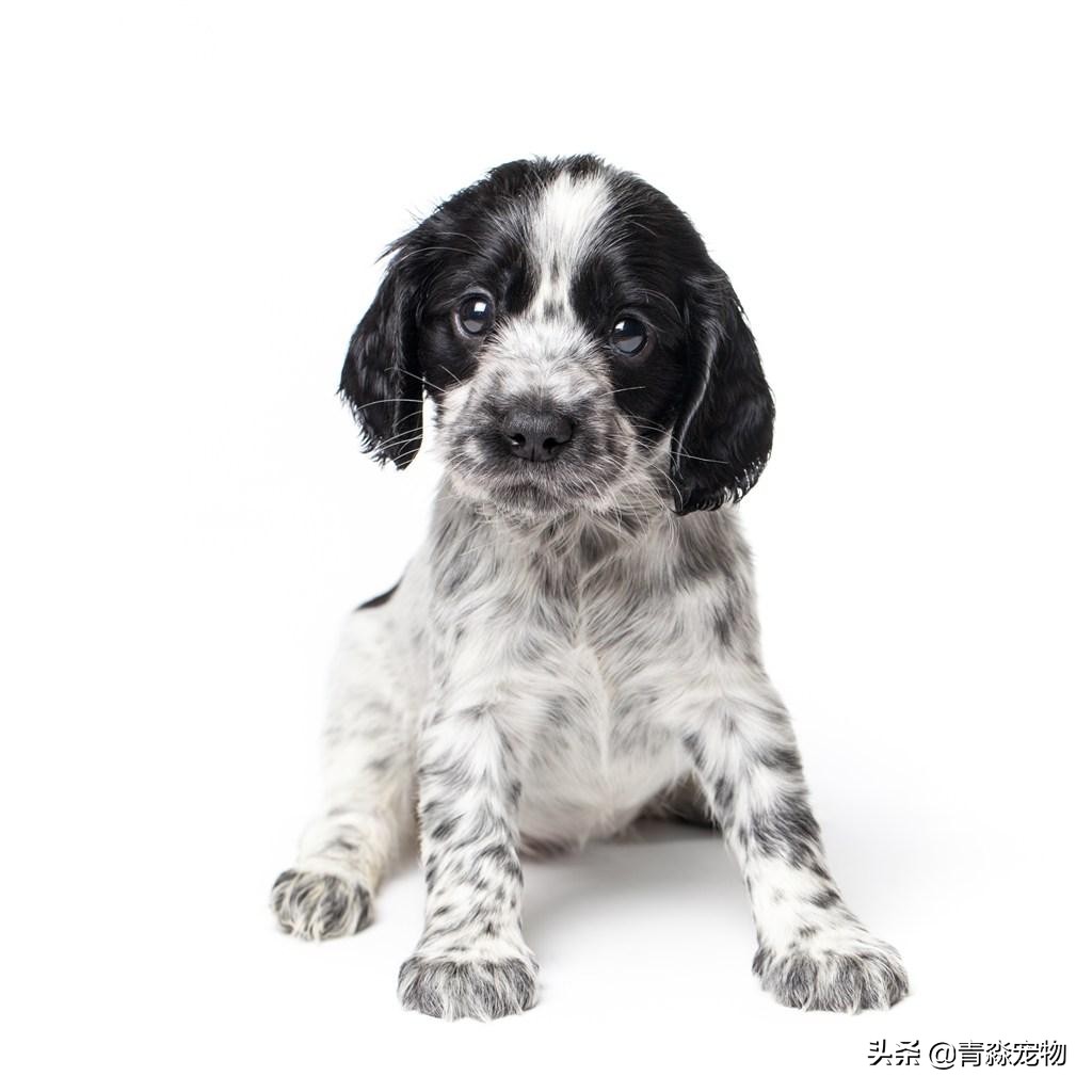 小孩长双排牙乳牙要拔掉有危险吗,小狗双排牙