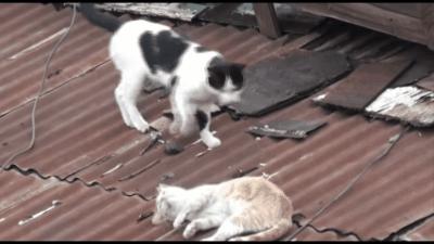 明明绝育了猫咪为什么还叫,明明是已经绝育的公猫