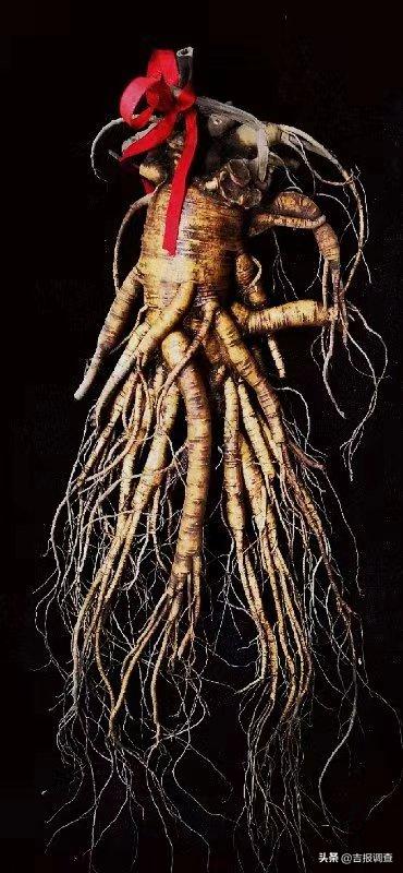 抚松万良人参市场最新价格,吉林抚松万良人参经营大户