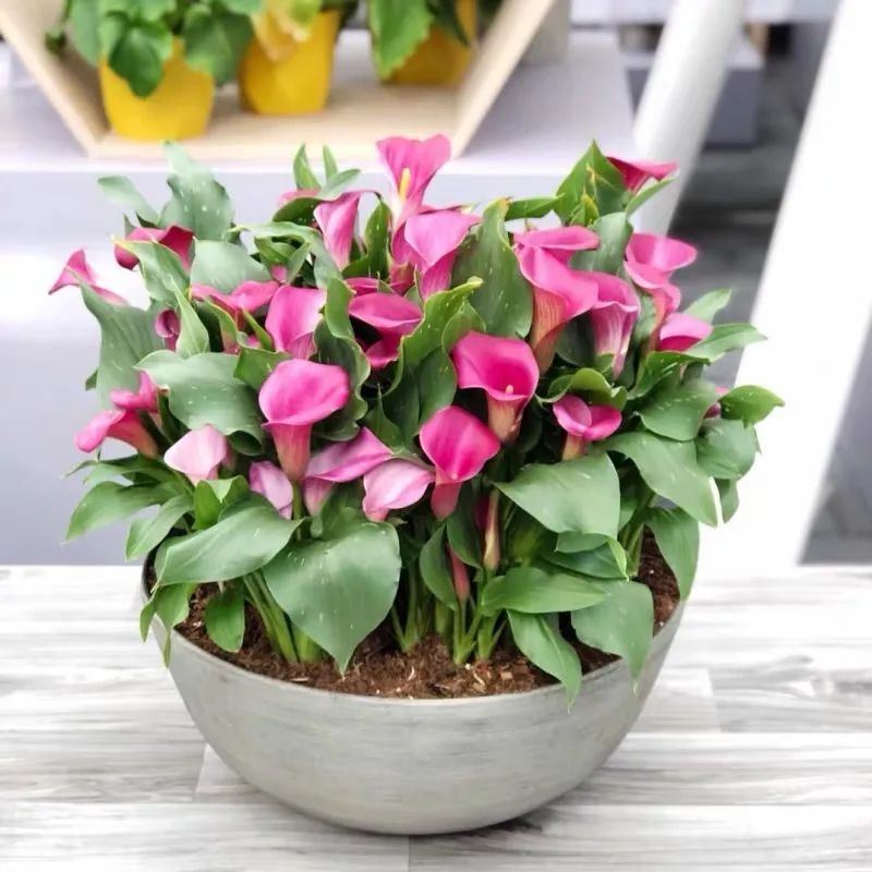 四季彩色马蹄莲好养吗,彩色马蹄莲的养殖方法图解大全