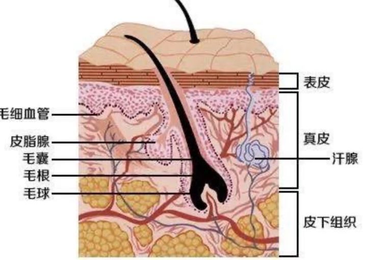 脱毛仪是不是智商税,网上两三百的脱毛仪是智商税吗