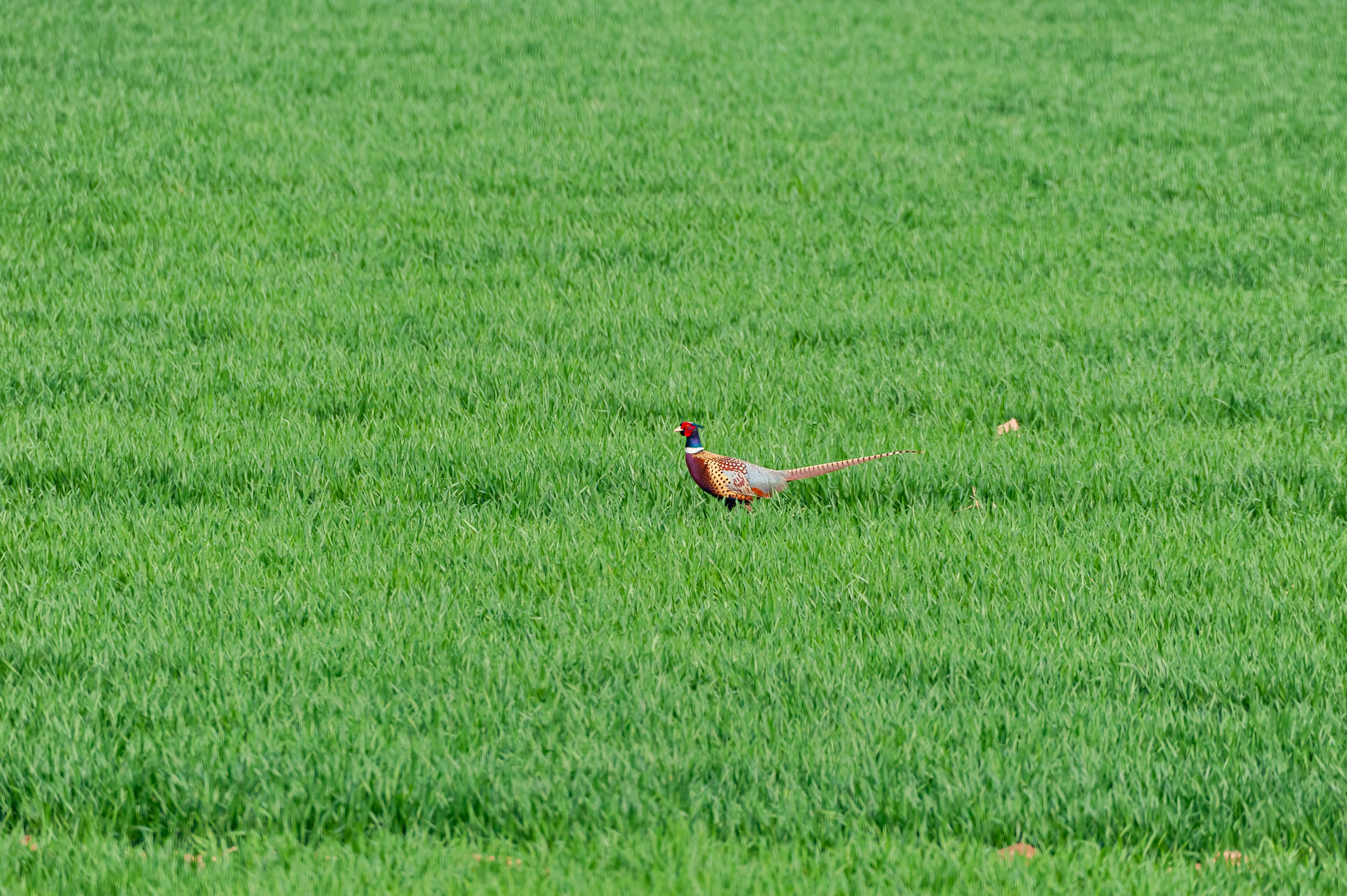 尼康200-500f5.6vr,尼康200-500mmf5.6评测