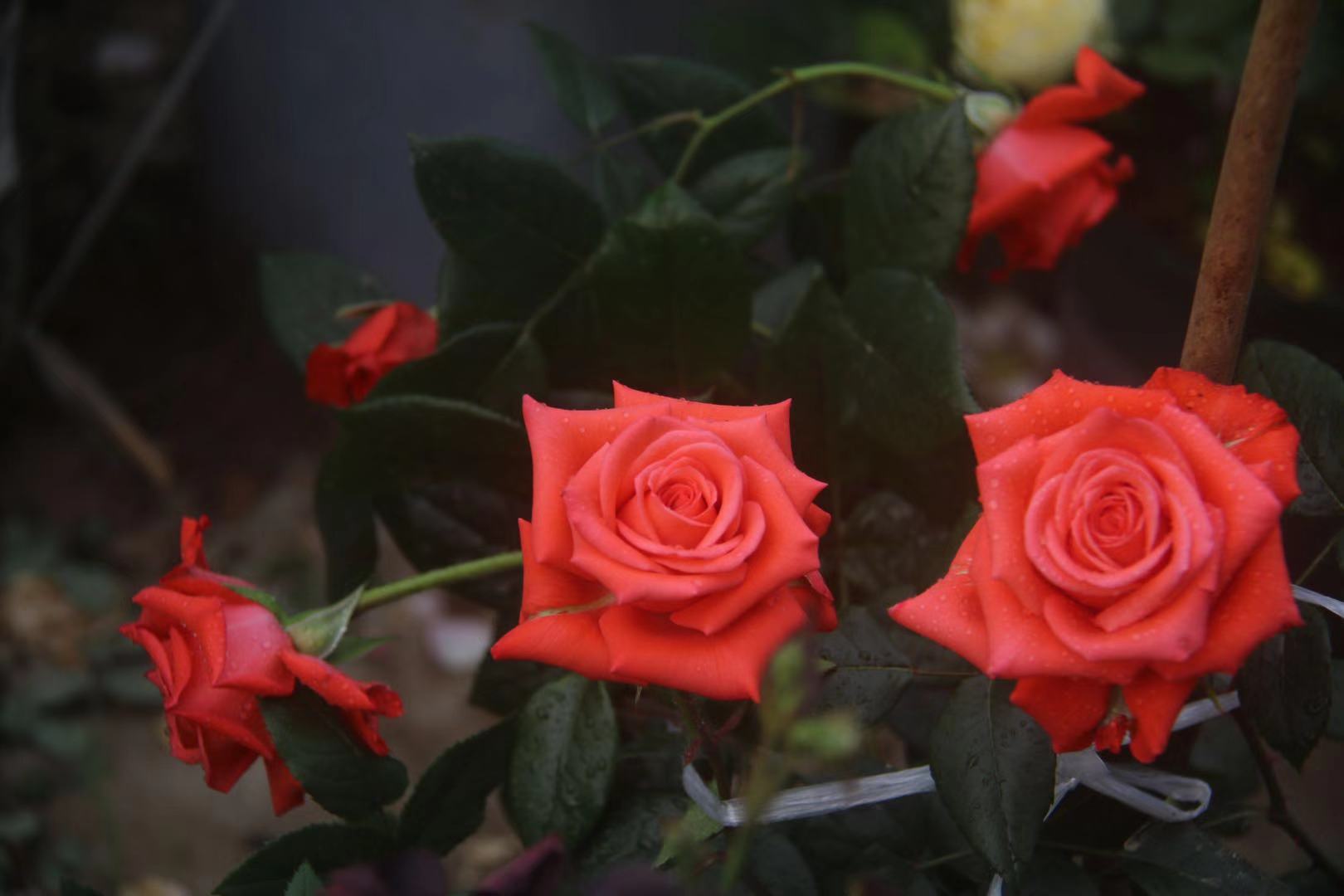 四季开花盆栽月季带花,开花有香味盆栽月季的养殖方法