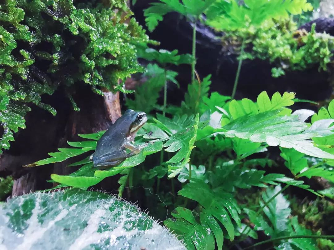 2019宠物排名,2022宠物排行榜