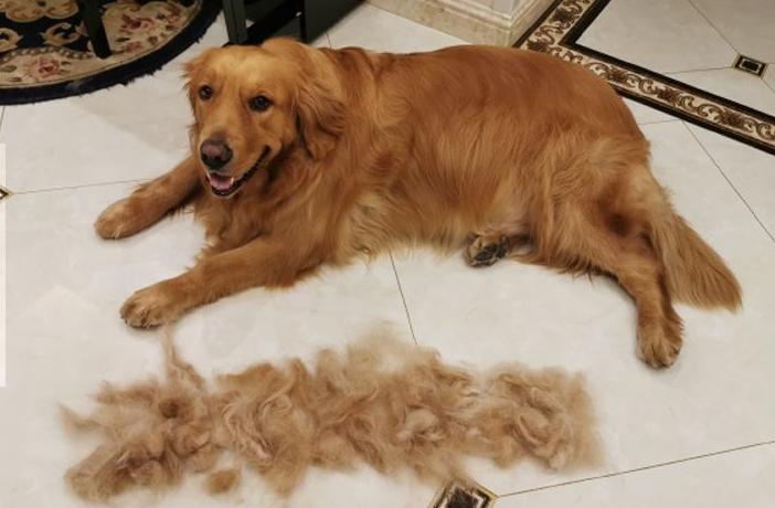 新手养狗选什么狗又便宜,养狗新手推荐什么狗省钱的