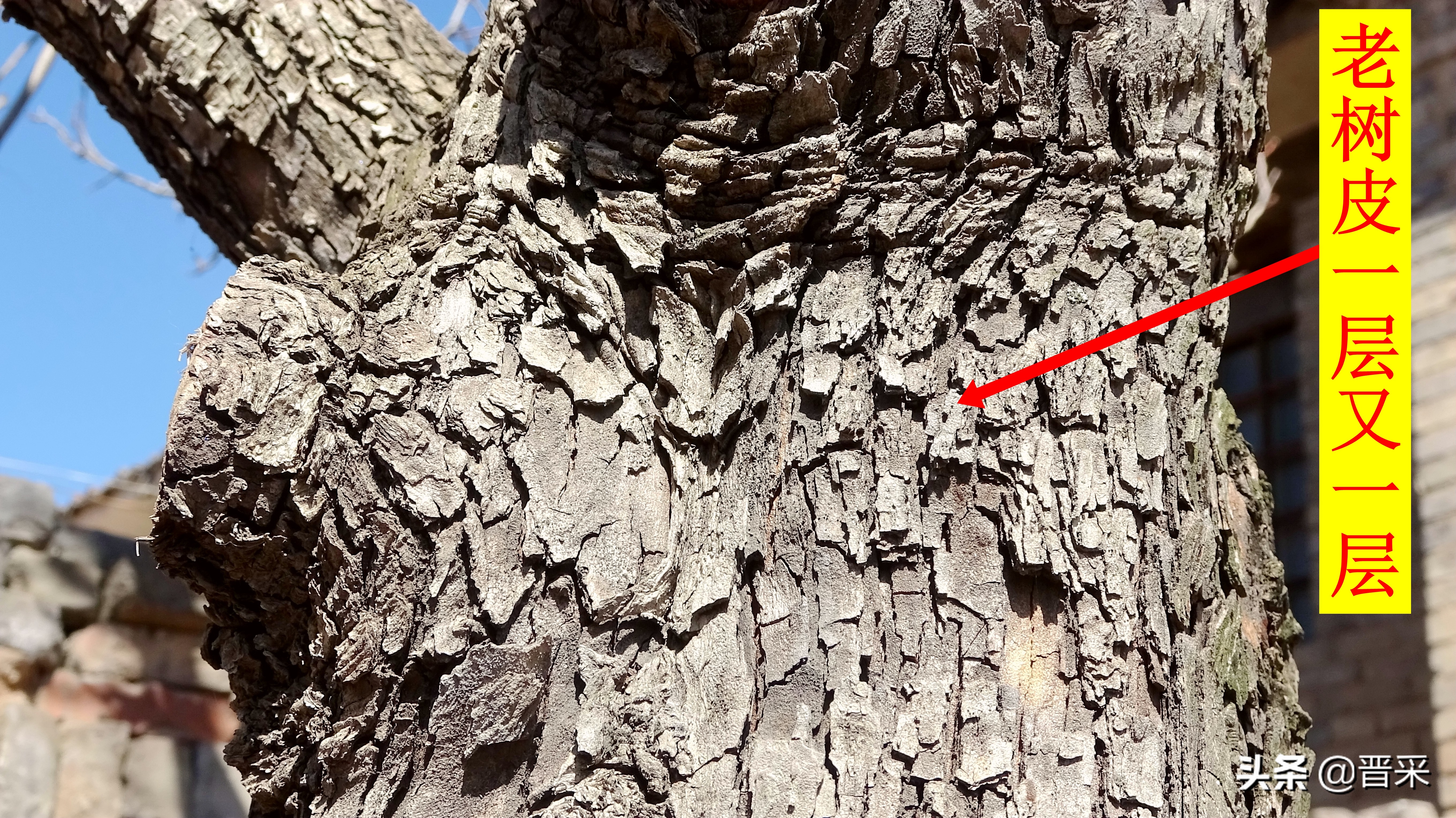 给红果树刮脸“刮皮”是消灭病虫害的有效措施