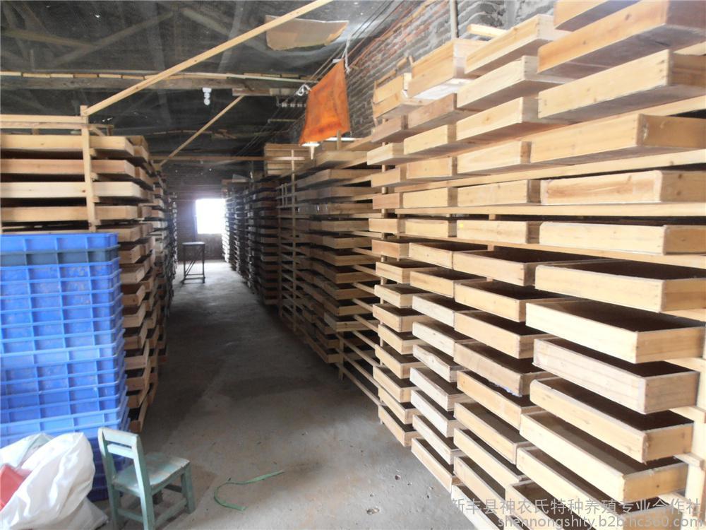 黄粉虫是环节动物吗,黄粉虫有什么生长习性