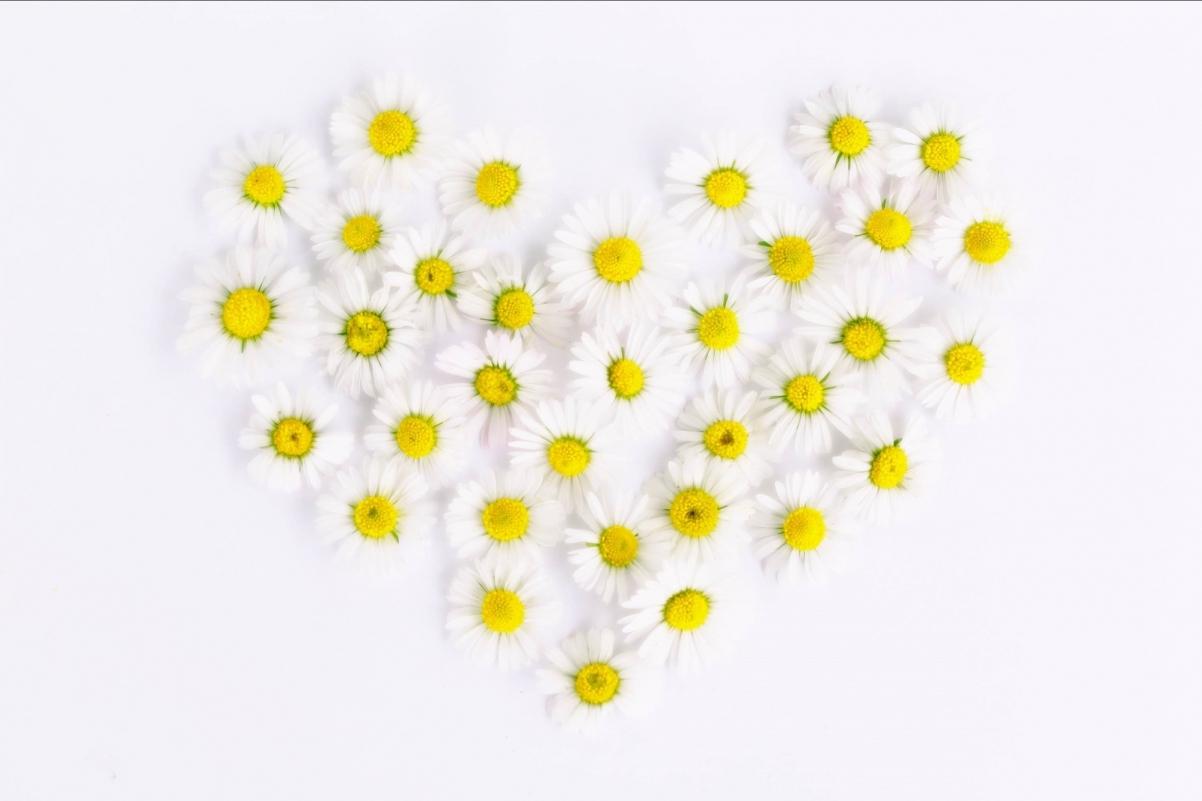 狮子座在十二星座眼里是什么样的,十二星座中谁会和狮子座相处