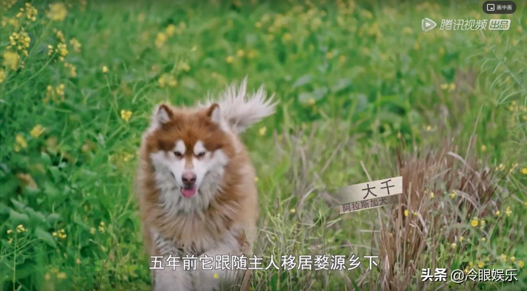 小动物永远都幸福,小动物长得最美也最可爱