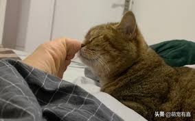 猫猫误食药怎么处理,猫猫异食癖的原因