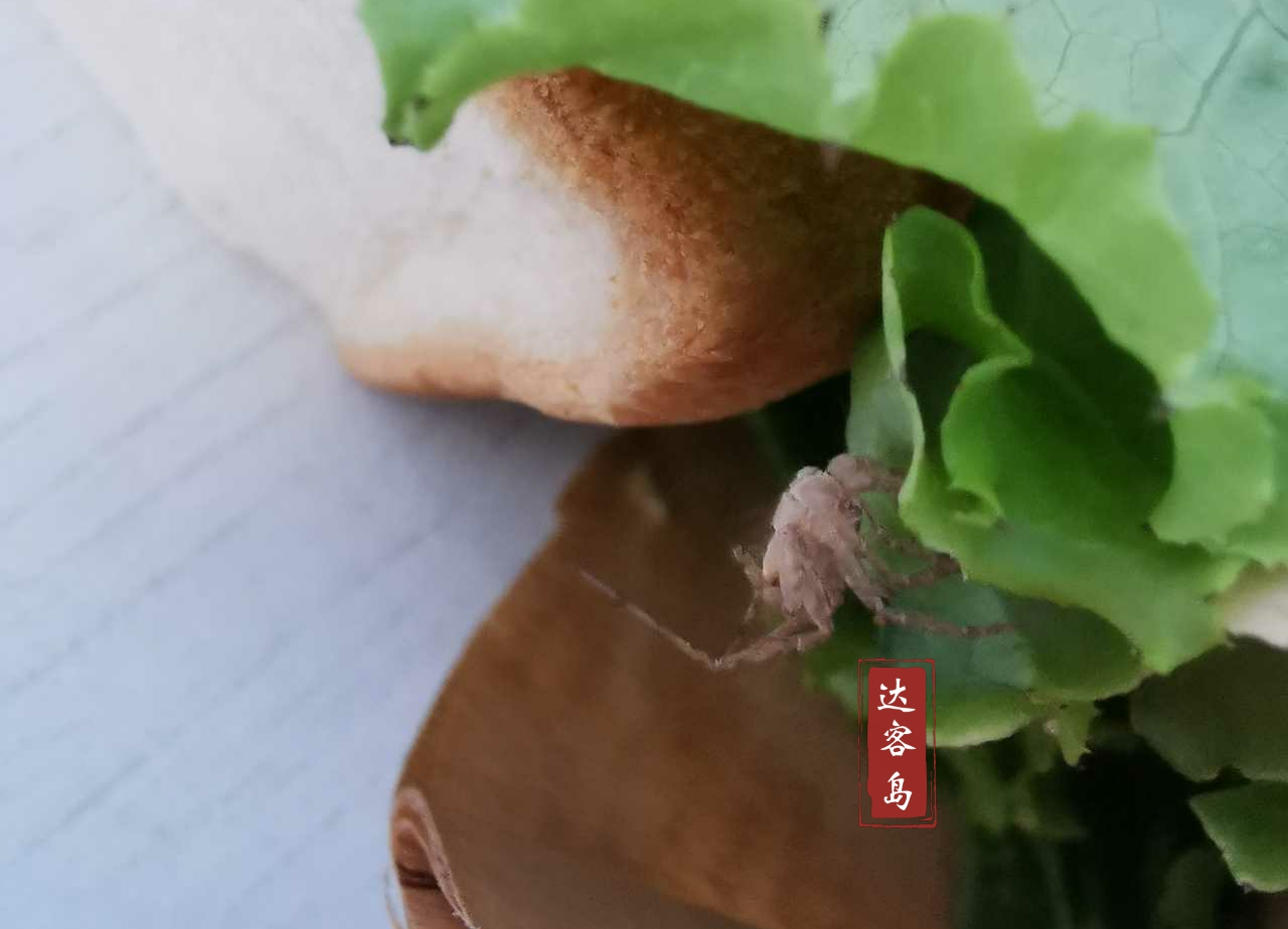 辽宁葫芦岛，吃饭吃出一只大蜘蛛，网友吐槽：还剩半只