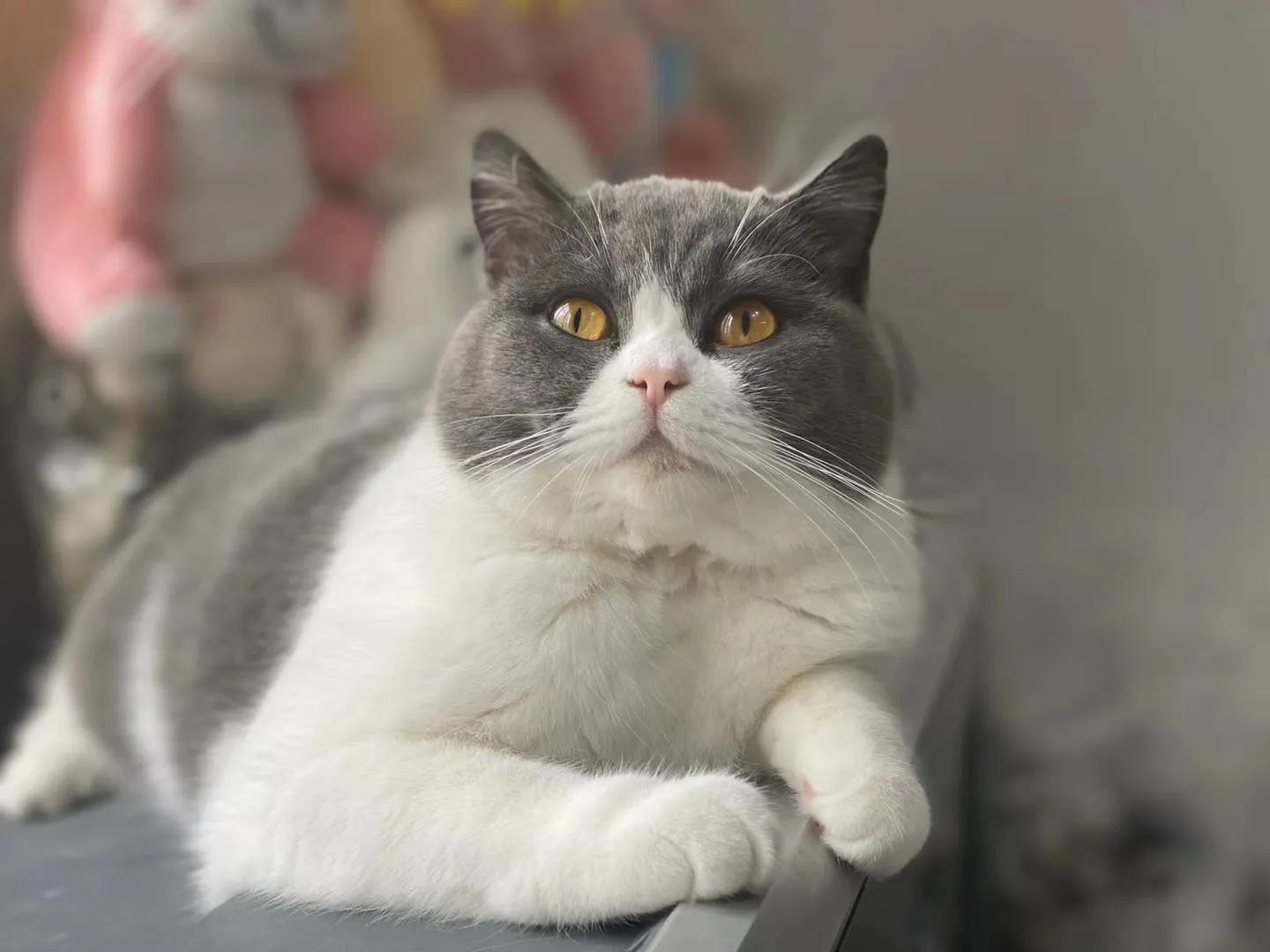 十个冷知识养猫和养狗哪个更麻烦,养猫必知的十条冷知识大全