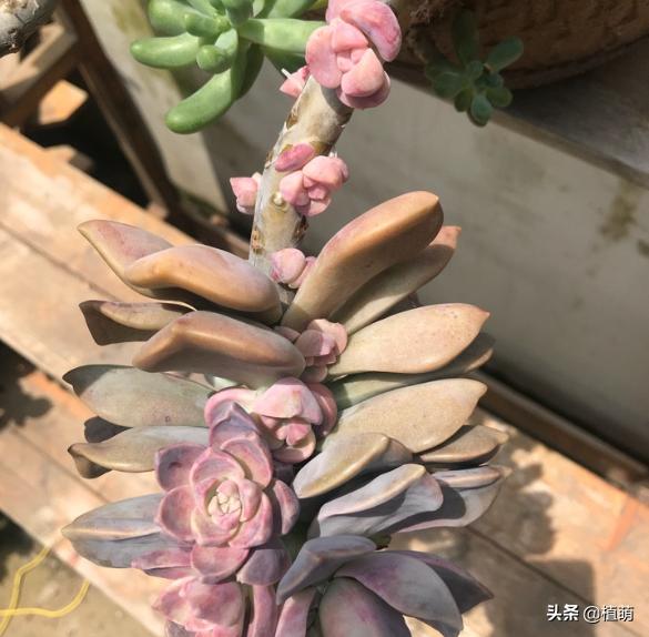 紫乐单头多头哪个好,紫乐单头怎么爆多头