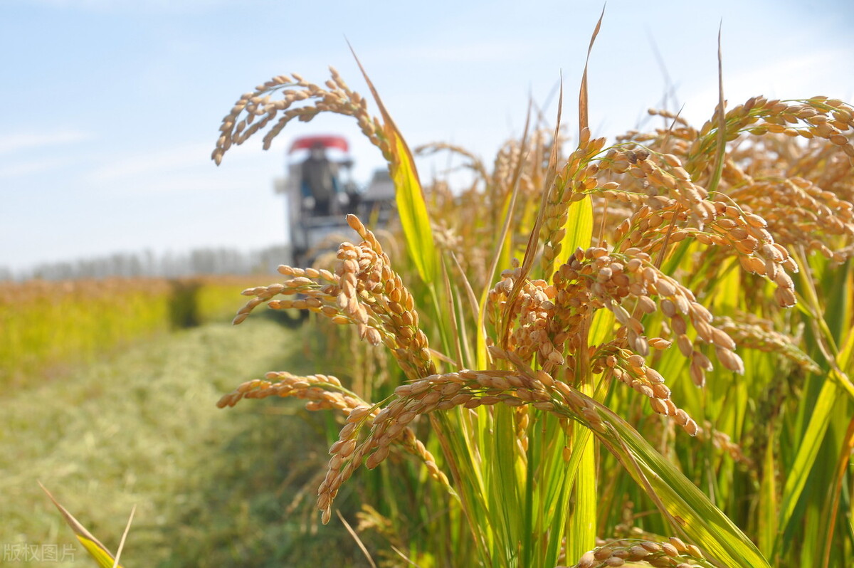 南粳大米价格多少钱一斤,国内最低粳米大米价格