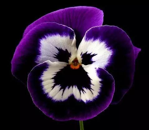 三色堇是一种花吗,鬼脸花三色堇