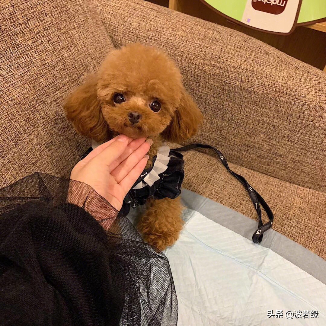 初学者宠物狗剪毛教学视频,专业宠物犬剃毛的步骤