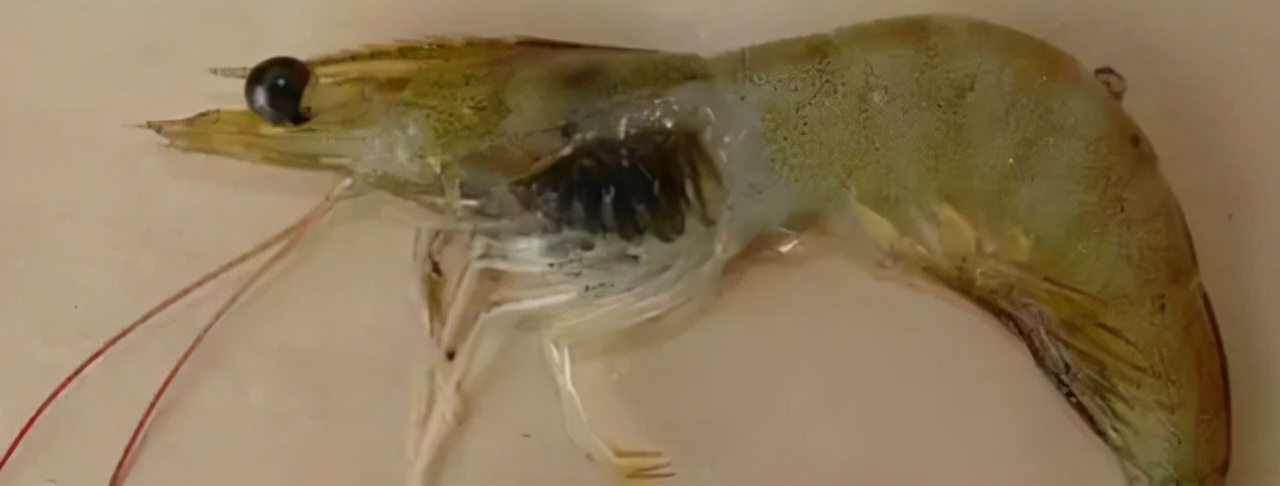 对虾黑鳃病,对虾黑斑病最快的治疗方法