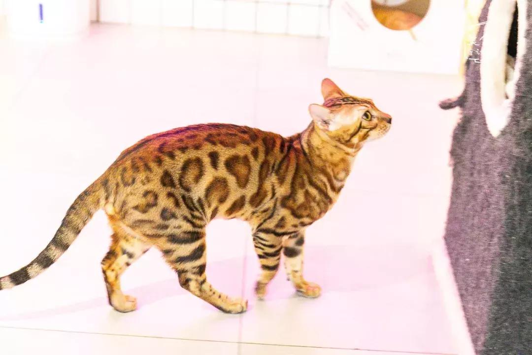 吃饭玩耍一体店,吃饭撸猫二选一