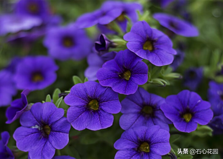 家里花草泥土怎么杀菌除虫,家里种花小黑虫怎么消灭最彻底