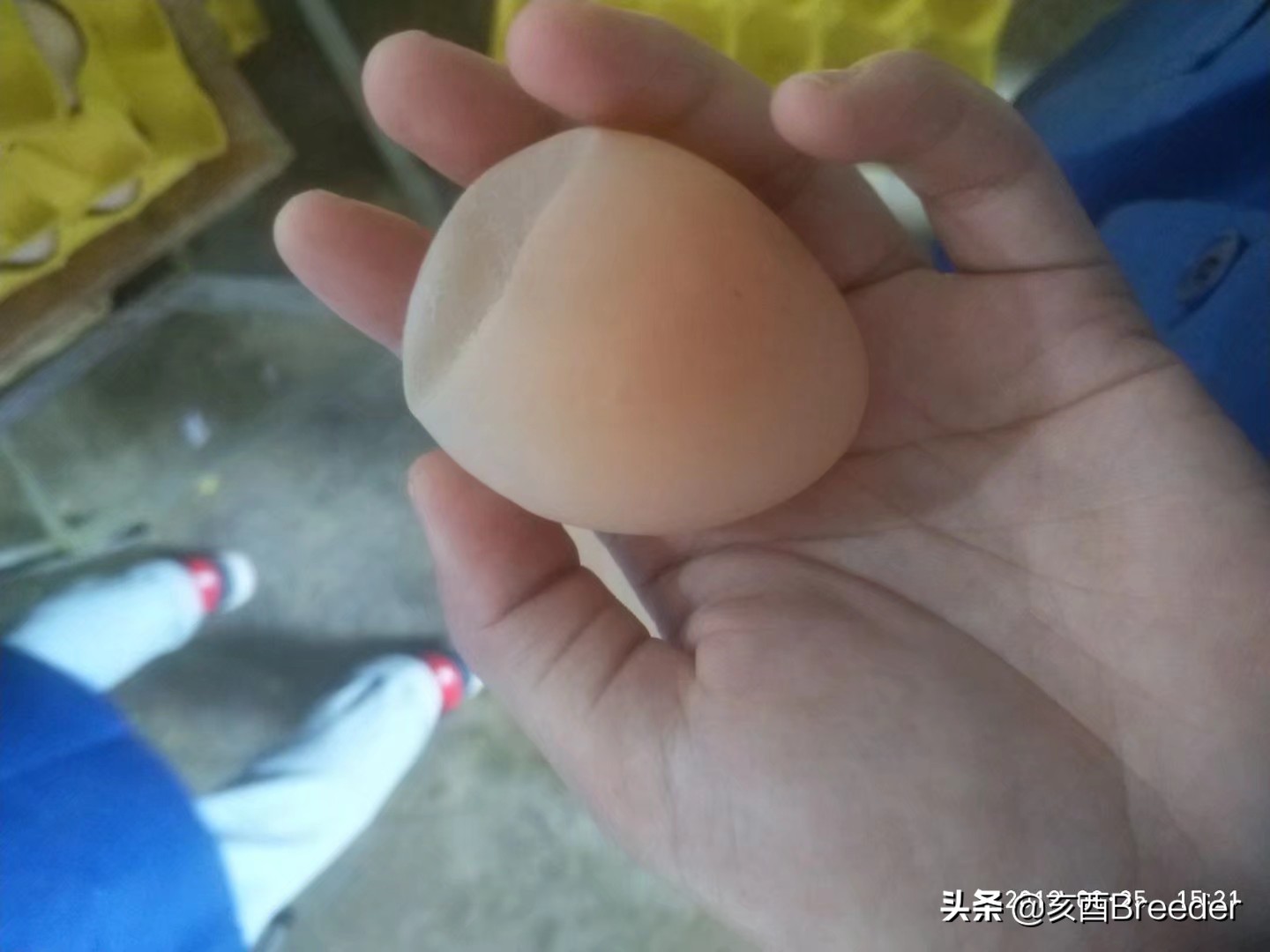 蛋鸡产蛋下降原因及补救措施,鸡产蛋综合症案例分析